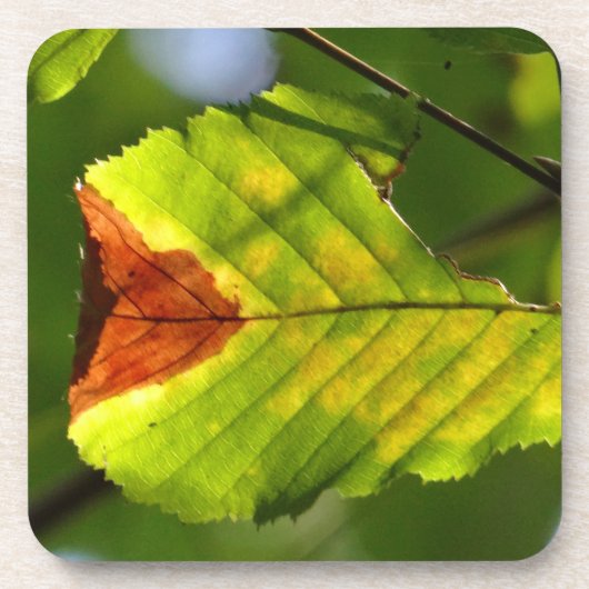 Green Herfst Leaf Bier Onderzetter (Voorkant)
