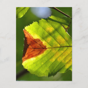 Green Herfst Leaf Briefkaart