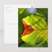 Green Herfst Leaf Briefkaart (Voorkant / Achterkant)