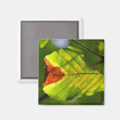 Green Herfst Leaf Magneet (Voorkant / Achterkant)