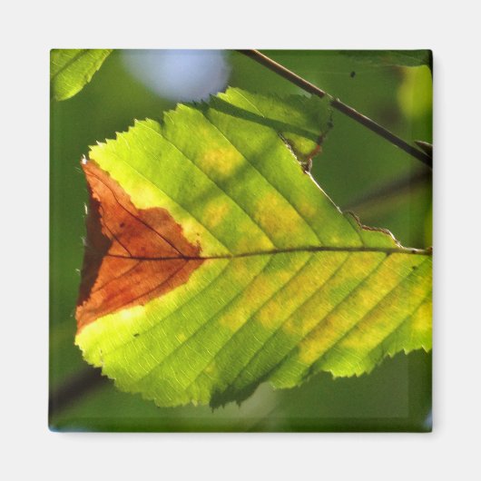 Green Herfst Leaf Magneet (Voorkant)