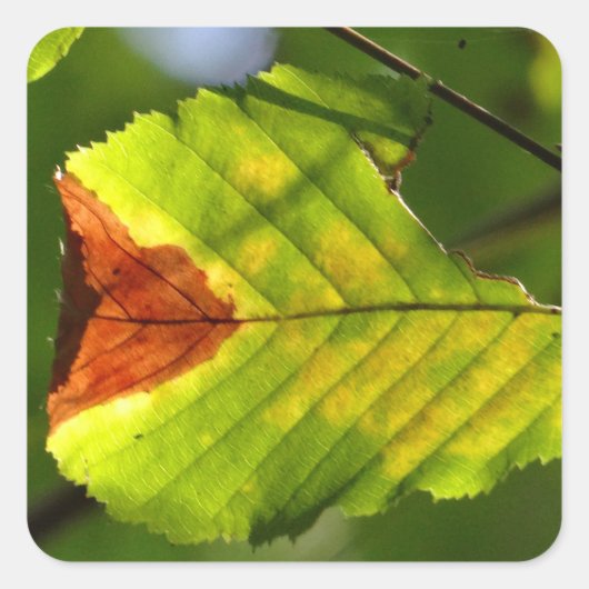 Green Herfst Leaf Vierkante Sticker (Voorkant)