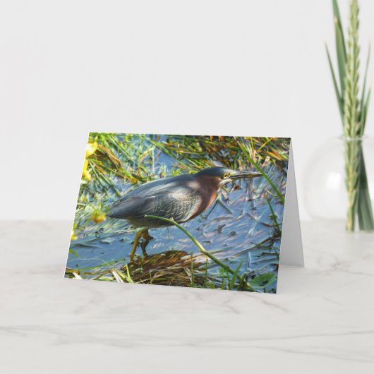 "Green Heron 1." Wenskaart Kaart (Voorkant)