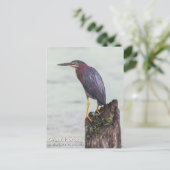 Green Heron Briefkaart (Staand voorkant)