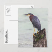 Green Heron Briefkaart (Voorkant / Achterkant)