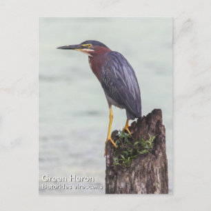 Green Heron Briefkaart