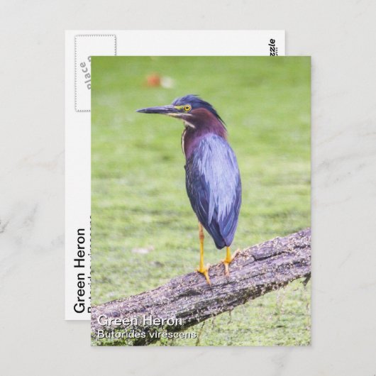 Green Heron Briefkaart (Voorkant / Achterkant)