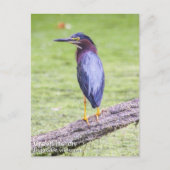 Green Heron Briefkaart (Voorkant)