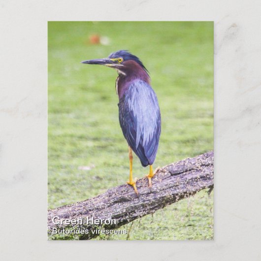 Green Heron Briefkaart (Voorkant)