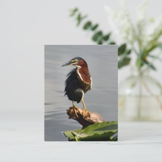 Green Heron Briefkaart (Staand voorkant)