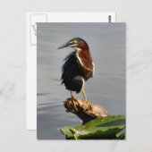 Green Heron Briefkaart (Voorkant / Achterkant)