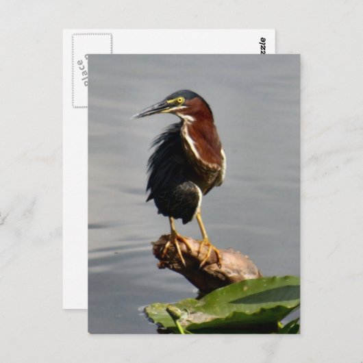 Green Heron Briefkaart (Voorkant / Achterkant)