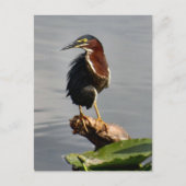 Green Heron Briefkaart (Voorkant)