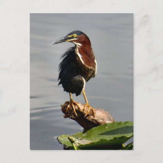 Green Heron Briefkaart (Voorkant)