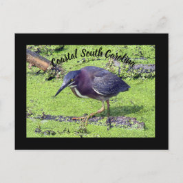 Green Heron Briefkaart