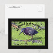 Green Heron Briefkaart (Voorkant / Achterkant)