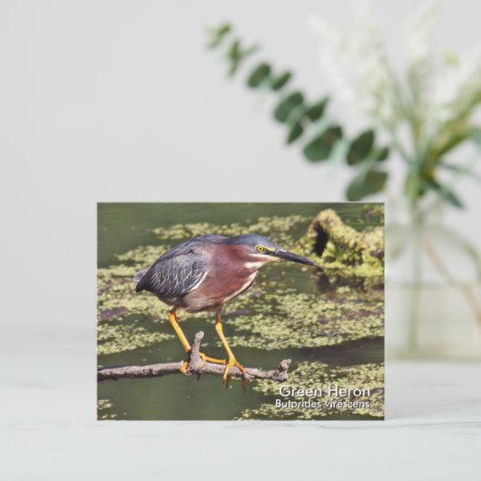 Green Heron Briefkaart (Staand voorkant)