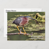 Green Heron Briefkaart (Voorkant / Achterkant)
