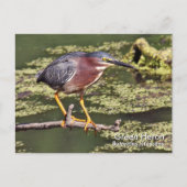 Green Heron Briefkaart (Voorkant)