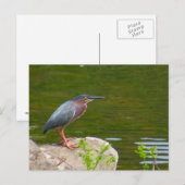 Green Heron Briefkaart (Voorkant / Achterkant)