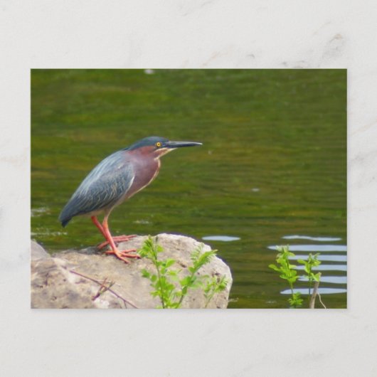 Green Heron Briefkaart (Voorkant)