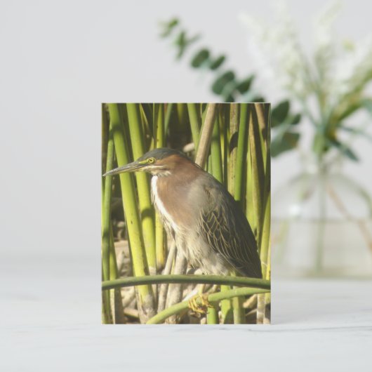Green Heron Briefkaart (Staand voorkant)