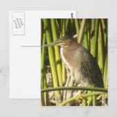 Green Heron Briefkaart (Voorkant / Achterkant)