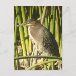 Green Heron Briefkaart