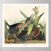 Green Heron door het Poster Audubon (Voorkant)