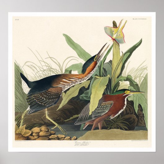 Green Heron door het Poster Audubon (Voorkant)