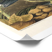 Green Heron door het Poster Audubon (Hoek)