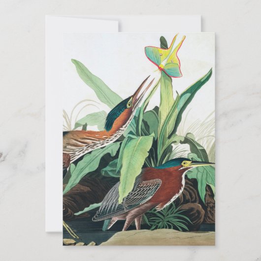 Green Heron door John James Audubon Bedankkaart (Voorkant)