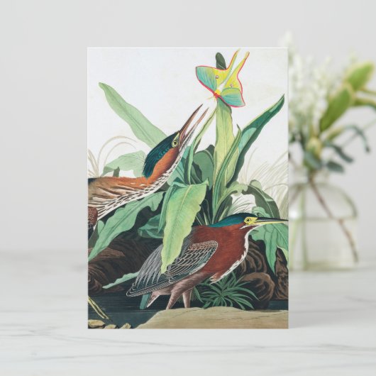 Green Heron door John James Audubon Bedankkaart (Staand voorkant)