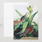 Green Heron door John James Audubon Bedankkaart (Voorkant / Achterkant)