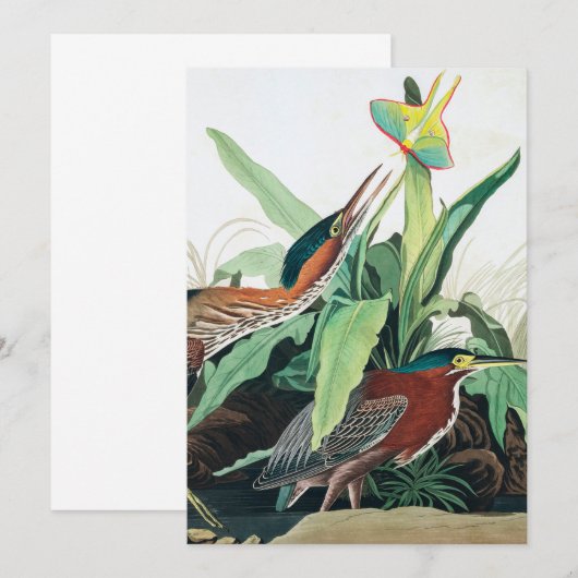 Green Heron door John James Audubon Bedankkaart (Voorkant / Achterkant)