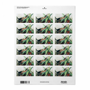 Green Heron door John James Audubon Etiket