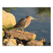 Green Heron Foto Afdruk (Voorkant)