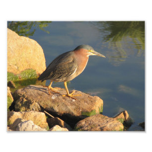 Green Heron Foto Afdruk