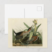 Green Heron, John James Audubon's Birds of America Briefkaart (Voorkant / Achterkant)