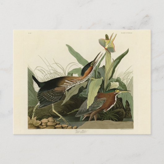 Green Heron, John James Audubon's Birds of America Briefkaart (Voorkant)