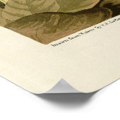 Green Heron, John James Audubon's Birds of America Poster (Hoek)