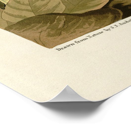 Green Heron, John James Audubon's Birds of America Poster (Hoek)