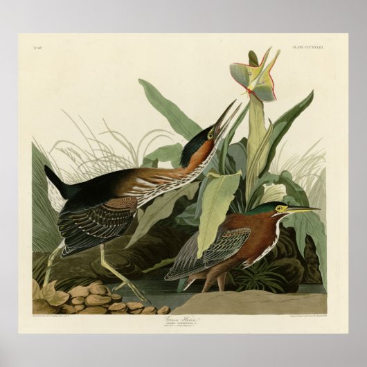 Green Heron, John James Audubon's Birds of America Poster (Voorkant)