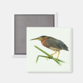 Green Heron Magnet (Voorkant / Achterkant)