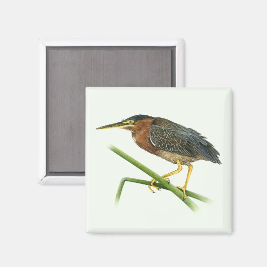 Green Heron Magnet (Voorkant / Achterkant)