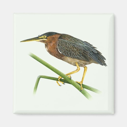 Green Heron Magnet (Voorkant)