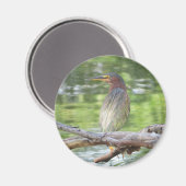 Green Heron magnet (Voorkant / Achterkant)