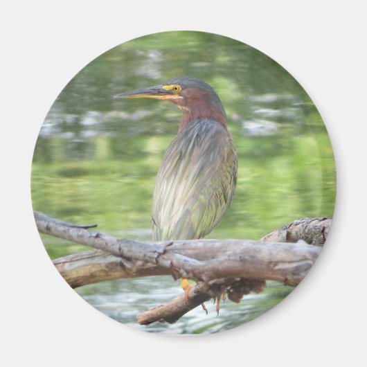 Green Heron magnet (Voorkant)