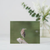 Green Heron op een blog Briefkaart (Staand voorkant)