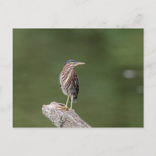 Green Heron op een blog Briefkaart (Voorkant)